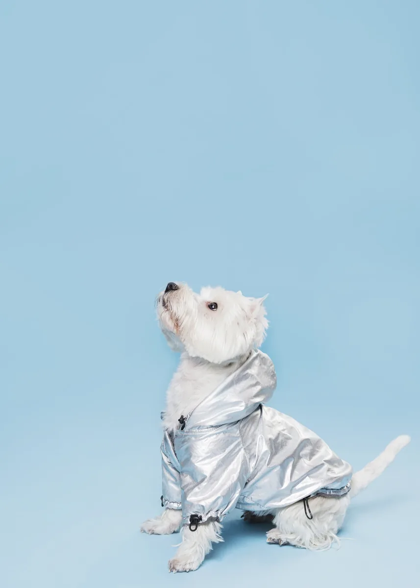 White terrier in a silver jacket sitting and looking up against a light blue background.