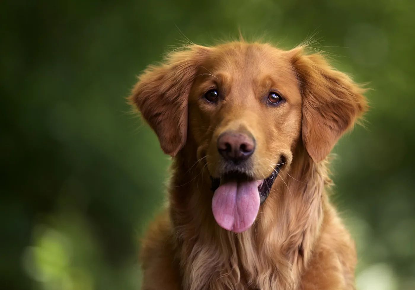 Golden retriever at a veterinary visit, the kind of patient whose treatment estimate the client is deciding on.